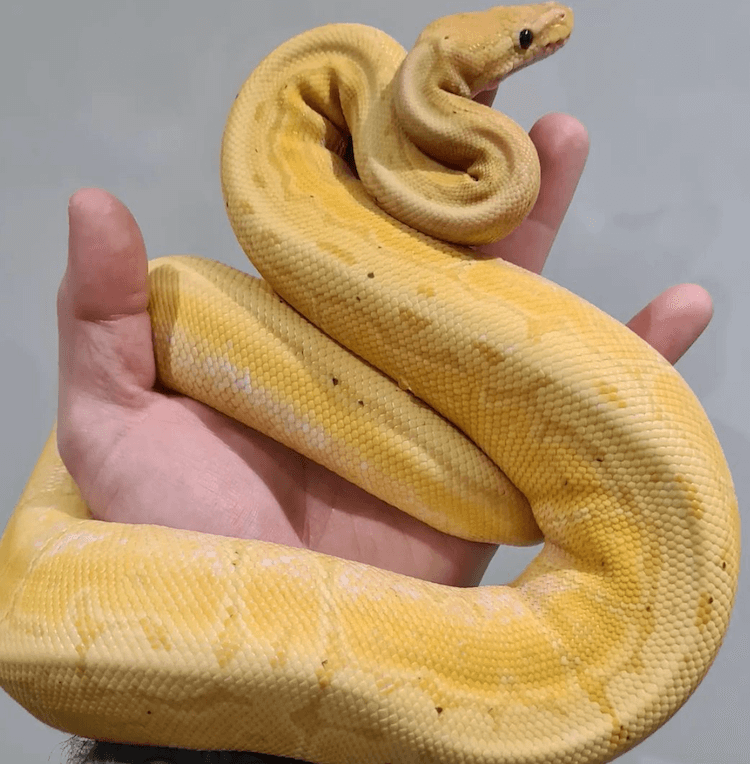 Comprehensive Guide to Banana Ball Python Care, Colors, Morphs, Size & Price