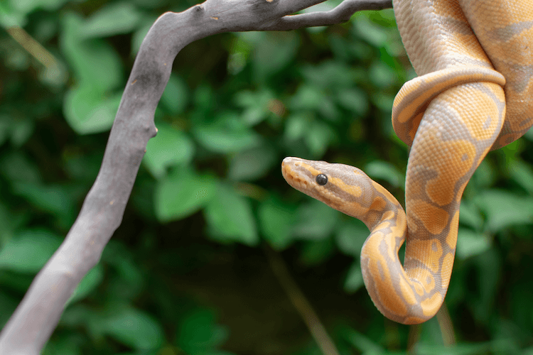 Comprehensive Guide to Banana Ball Python Care, Colors, Morphs, Size & Price