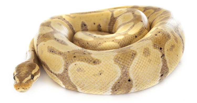 Comprehensive Guide to Banana Ball Python Care, Colors, Morphs, Size & Price