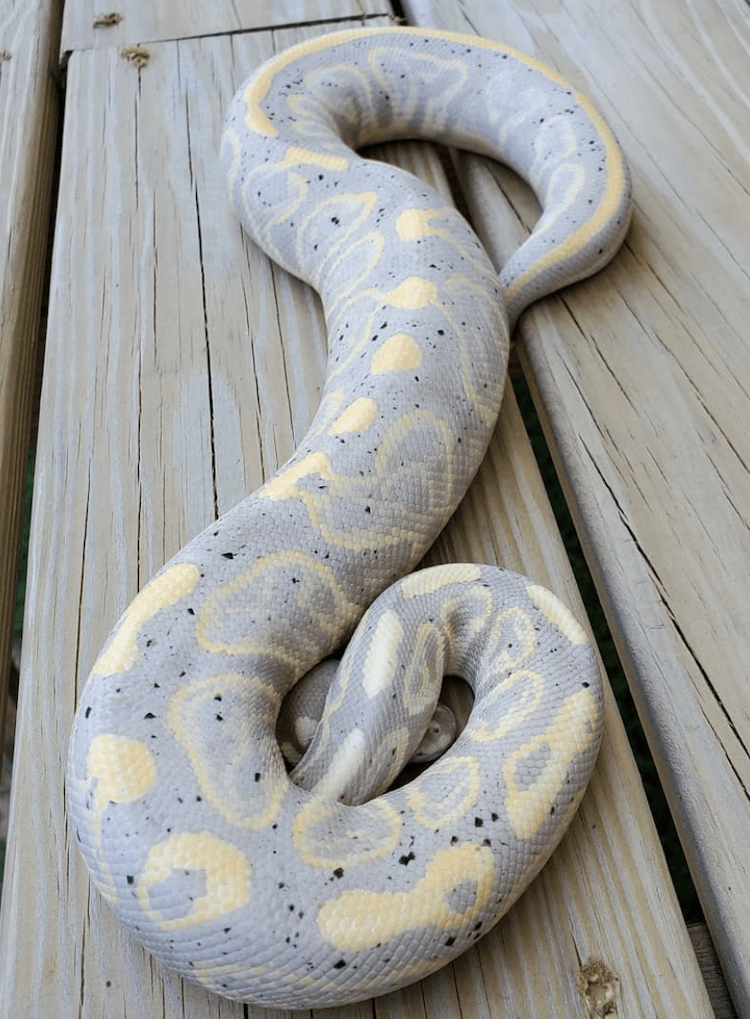 Comprehensive Guide to Banana Ball Python Care, Colors, Morphs, Size & Price