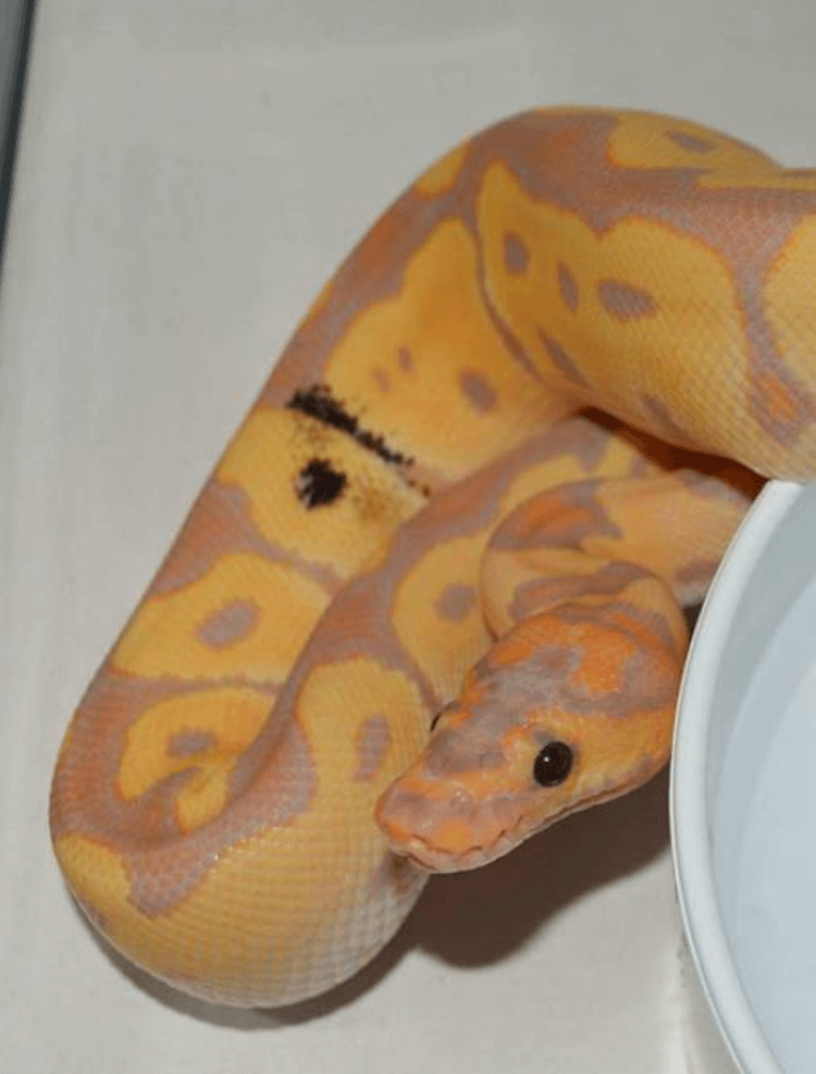 Comprehensive Guide to Banana Ball Python Care, Colors, Morphs, Size & Price