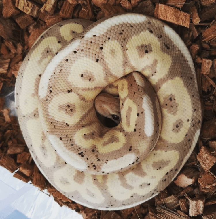 Comprehensive Guide to Banana Ball Python Care, Colors, Morphs, Size & Price