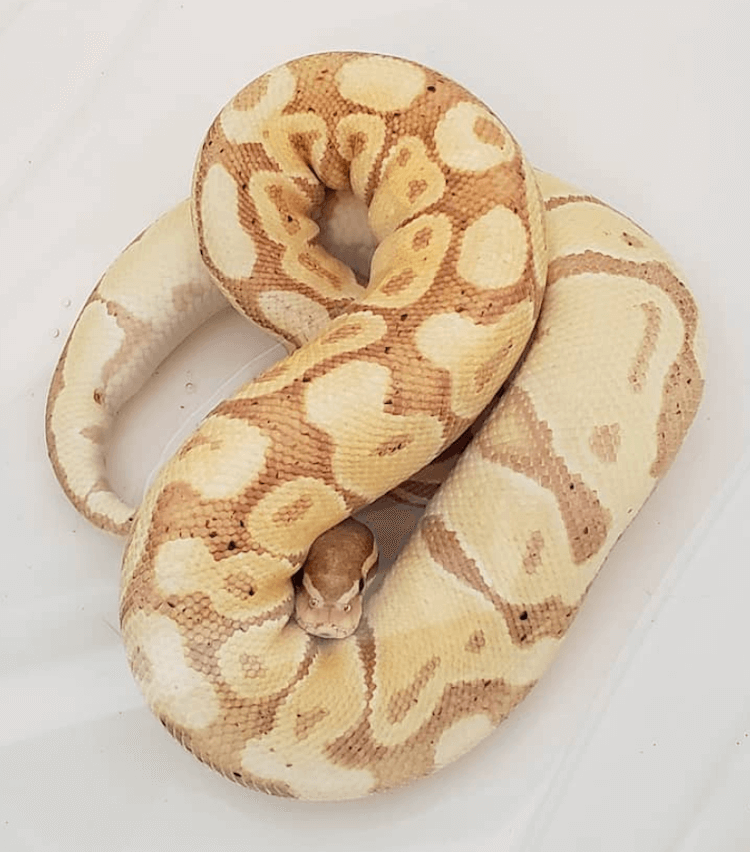 Comprehensive Guide to Banana Ball Python Care, Colors, Morphs, Size & Price