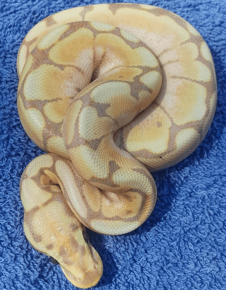 Comprehensive Guide to Banana Ball Python Care, Colors, Morphs, Size & Price