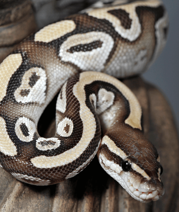 Blue‑Eyed Leucistic Ball Python: Care, Genetics, Price & Rarity Explained