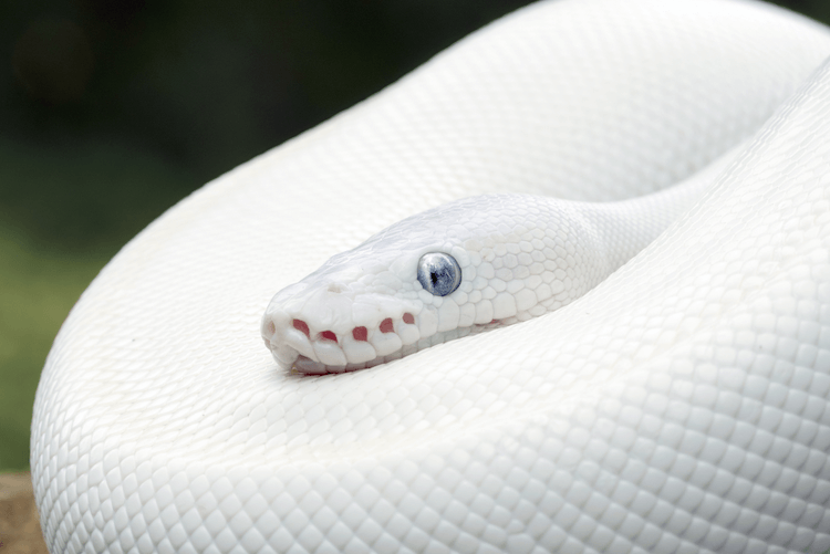 Blue‑Eyed Leucistic Ball Python: Care, Genetics, Price & Rarity Explained