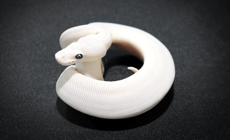 Blue‑Eyed Leucistic Ball Python: Care, Genetics, Price & Rarity Explained