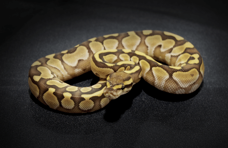 Blue‑Eyed Leucistic Ball Python: Care, Genetics, Price & Rarity Explained