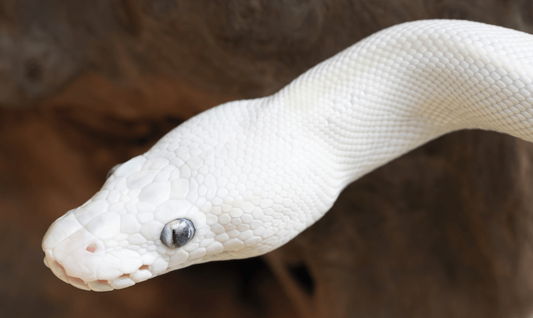 Blue‑Eyed Leucistic Ball Python: Care, Genetics, Price & Rarity Explained