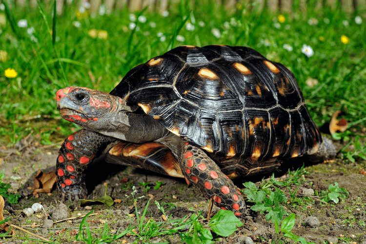 15 Beginner-Friendly Pet Tortoise Species You’ll Love