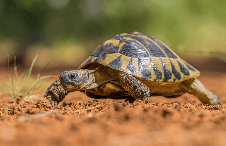 15 Beginner-Friendly Pet Tortoise Species You’ll Love