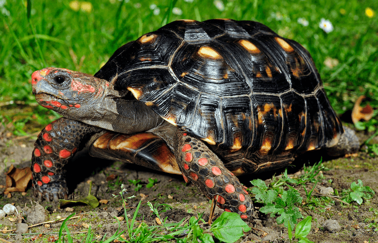 15 Beginner-Friendly Pet Tortoise Species You’ll Love