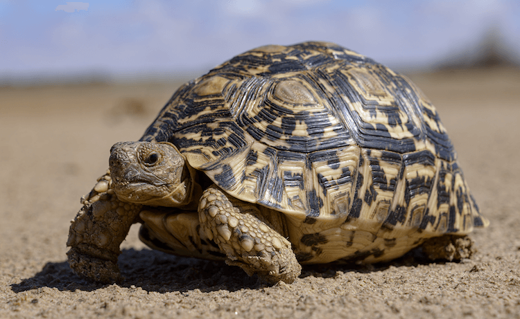 15 Beginner-Friendly Pet Tortoise Species You’ll Love