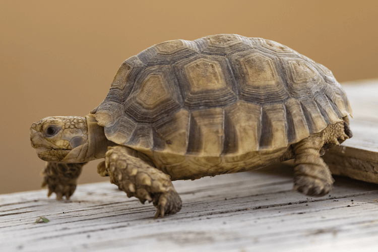 15 Beginner-Friendly Pet Tortoise Species You’ll Love