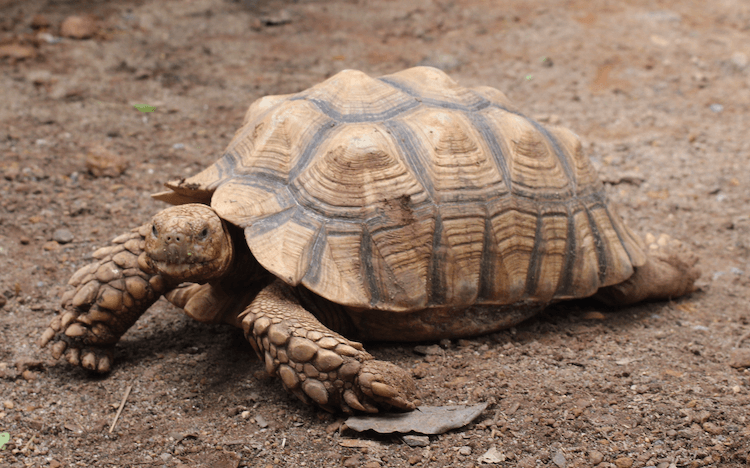 15 Beginner-Friendly Pet Tortoise Species You’ll Love