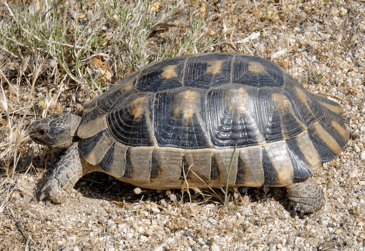 15 Beginner-Friendly Pet Tortoise Species You’ll Love