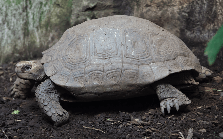 15 Beginner-Friendly Pet Tortoise Species You’ll Love