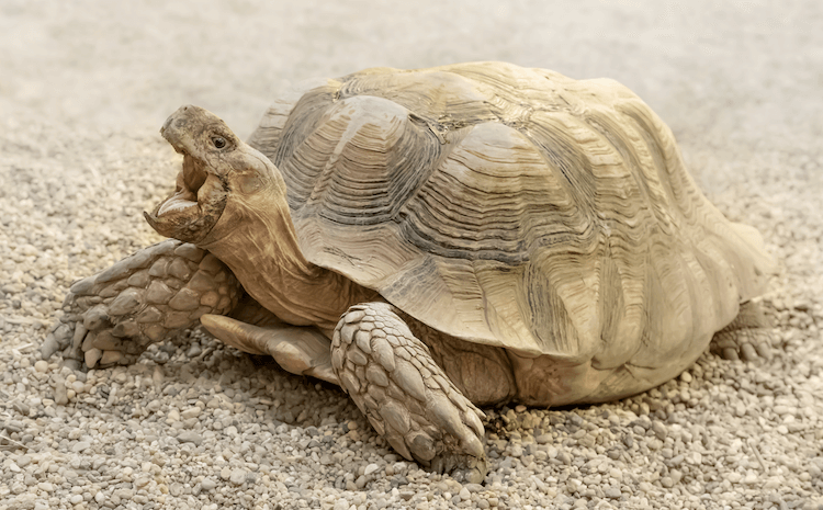15 Beginner-Friendly Pet Tortoise Species You’ll Love