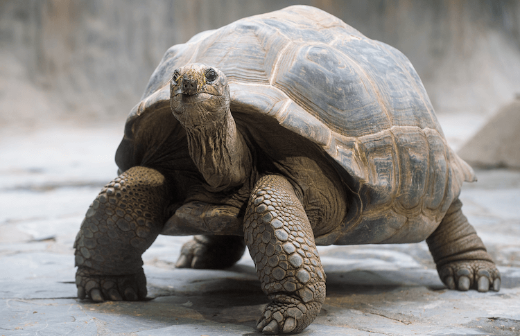 15 Beginner-Friendly Pet Tortoise Species You’ll Love