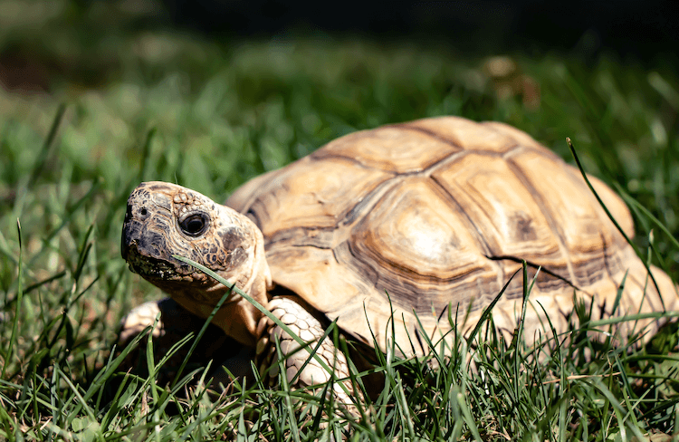 15 Beginner-Friendly Pet Tortoise Species You’ll Love