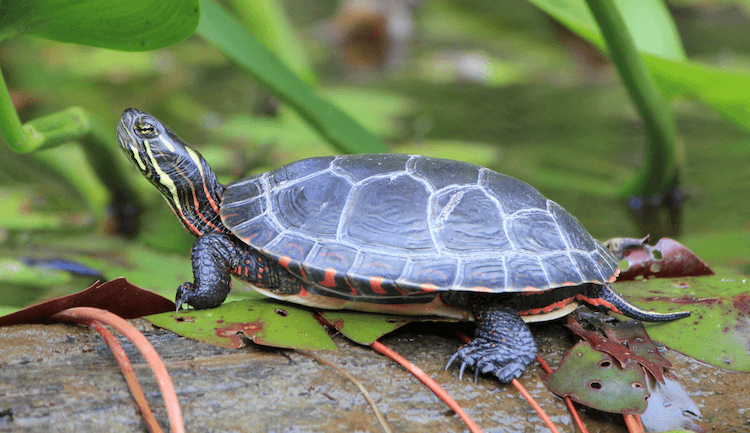 Complete Aquatic Turtle Care Guide: Tank Setup, Feeding, and Maintenance