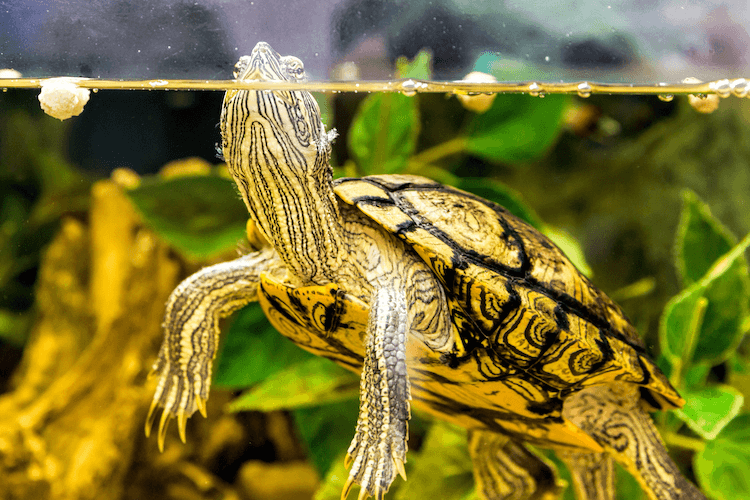 Complete Aquatic Turtle Care Guide: Tank Setup, Feeding, and Maintenance