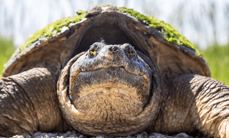 Complete Aquatic Turtle Care Guide: Tank Setup, Feeding, and Maintenance