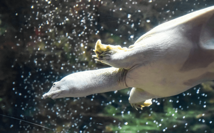 Complete Aquatic Turtle Care Guide: Tank Setup, Feeding, and Maintenance