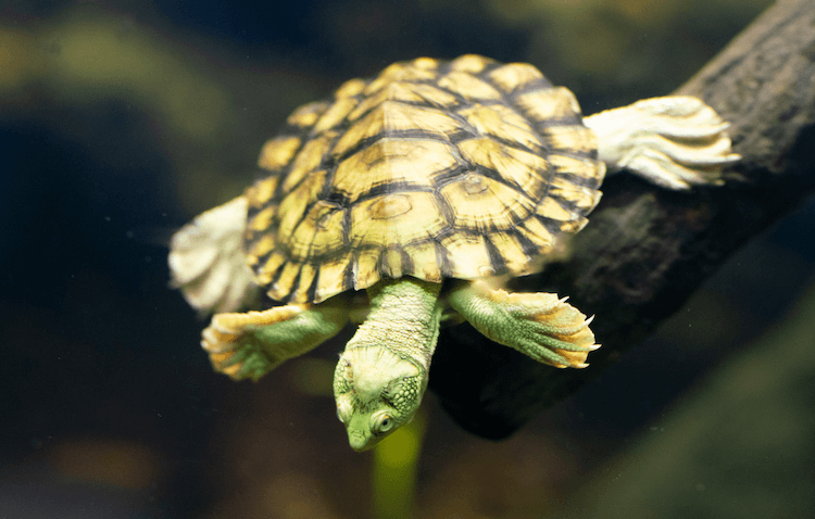 Complete Aquatic Turtle Care Guide: Tank Setup, Feeding, and Maintenance