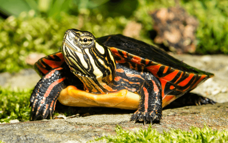 Comprehensive Care Guide for Painted Turtles: Diet, Habitat, Size, and Ownership Tips