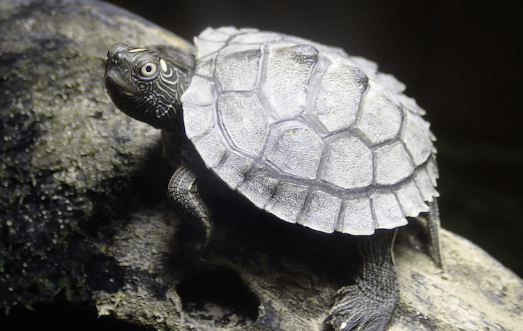 Complete Aquatic Turtle Care Guide: Tank Setup, Feeding, and Maintenance