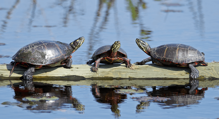 Comprehensive Care Guide for Painted Turtles: Diet, Habitat, Size, and Ownership Tips