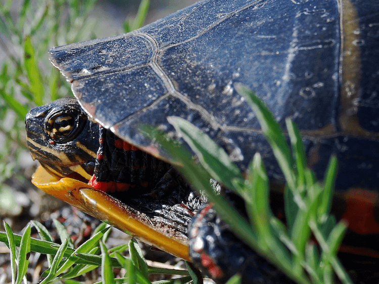 Comprehensive Care Guide for Painted Turtles: Diet, Habitat, Size, and Ownership Tips
