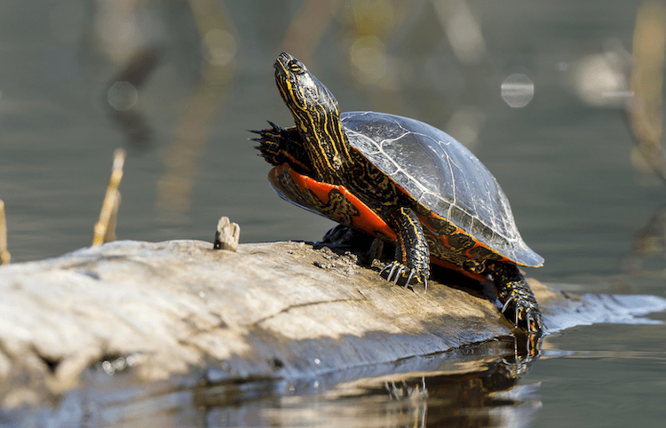 Comprehensive Care Guide for Painted Turtles: Diet, Habitat, Size, and Ownership Tips