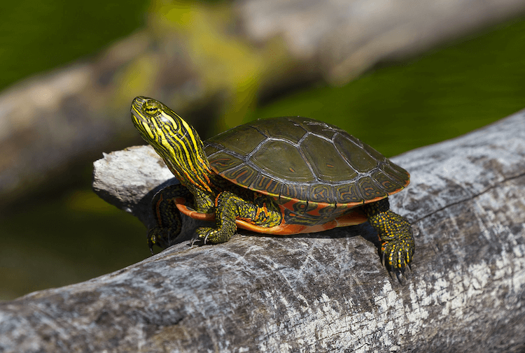 Comprehensive Care Guide for Painted Turtles: Diet, Habitat, Size, and Ownership Tips
