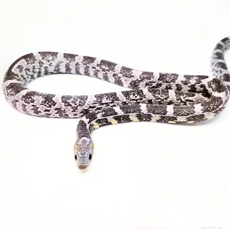 60+ Corn Snake Morphs: Color, Genetics, and Rarity Explained