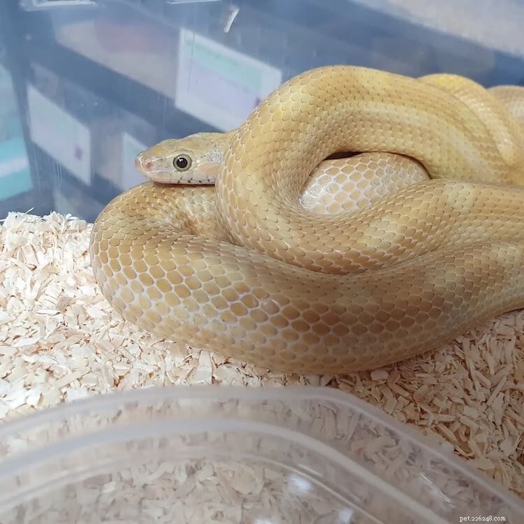 60+ Corn Snake Morphs: Color, Genetics, and Rarity Explained