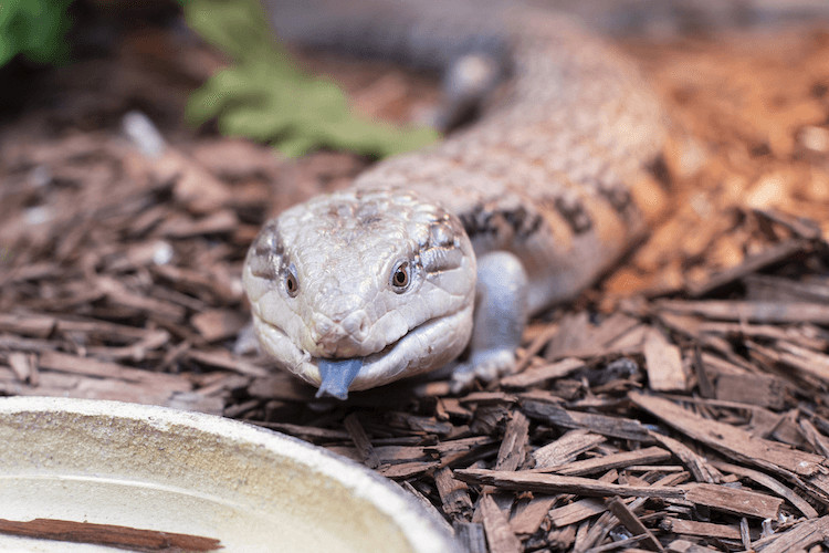Complete Guide to Blue‑Tongued Skink Care: Diet, Housing, and Pricing
