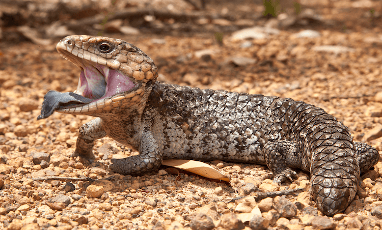 Complete Guide to Blue‑Tongued Skink Care: Diet, Housing, and Pricing