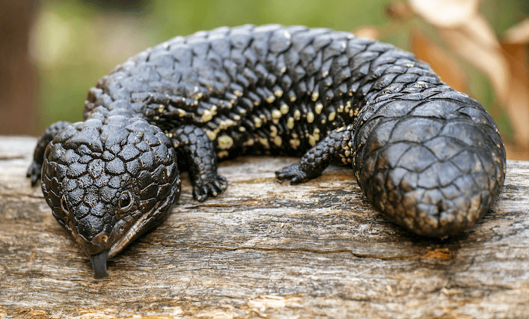 Complete Guide to Blue‑Tongued Skink Care: Diet, Housing, and Pricing