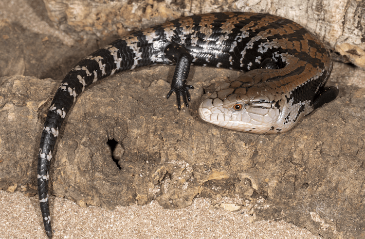 Complete Guide to Blue‑Tongued Skink Care: Diet, Housing, and Pricing