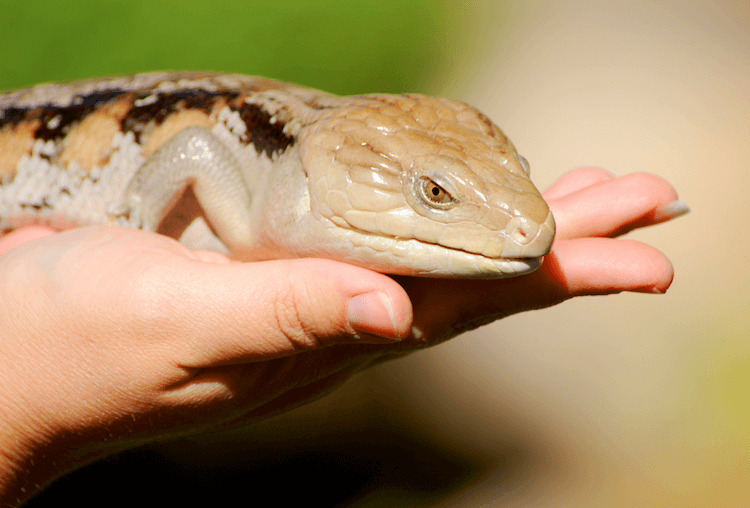 Complete Guide to Blue‑Tongued Skink Care: Diet, Housing, and Pricing
