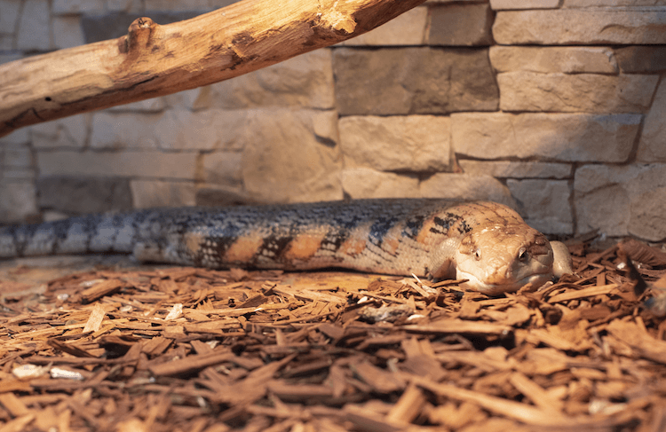 Complete Guide to Blue‑Tongued Skink Care: Diet, Housing, and Pricing