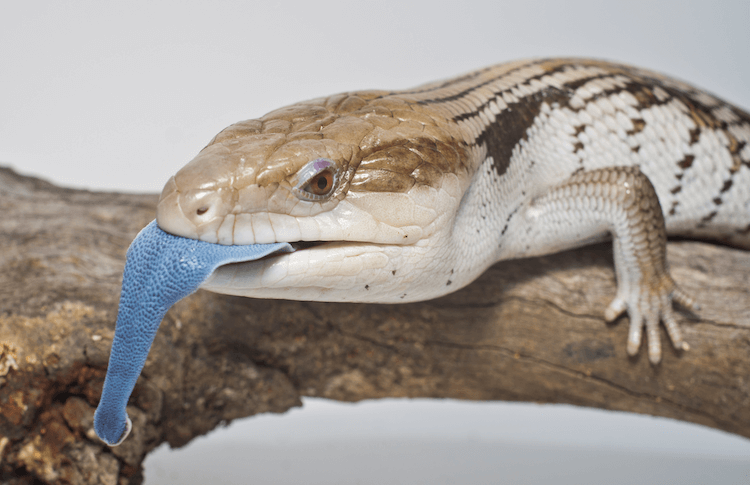 Complete Guide to Blue‑Tongued Skink Care: Diet, Housing, and Pricing