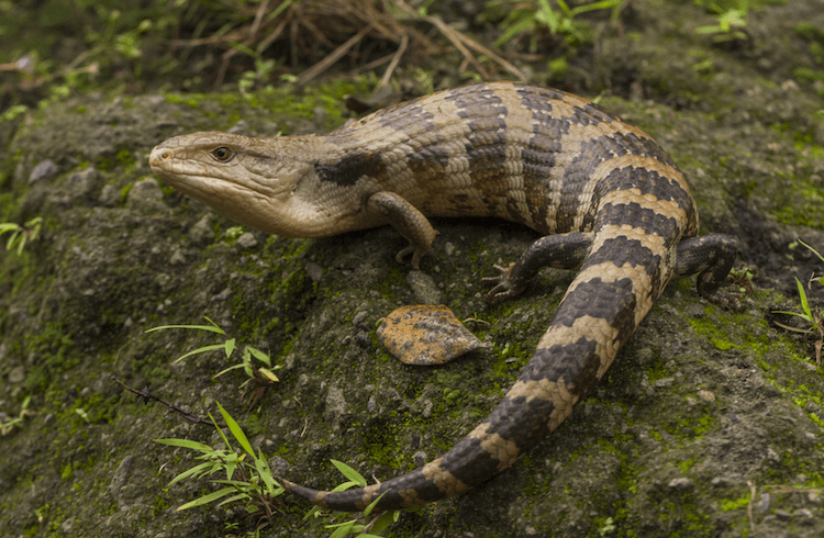 Complete Guide to Blue‑Tongued Skink Care: Diet, Housing, and Pricing