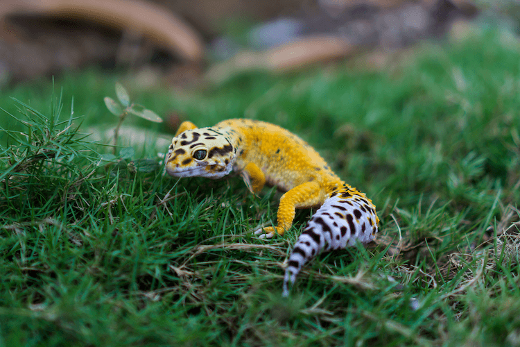 30 Stunning Leopard Gecko Morphs: Color Guide & Care Tips