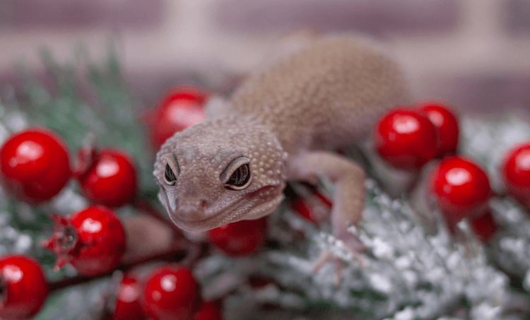 30 Stunning Leopard Gecko Morphs: Color Guide & Care Tips
