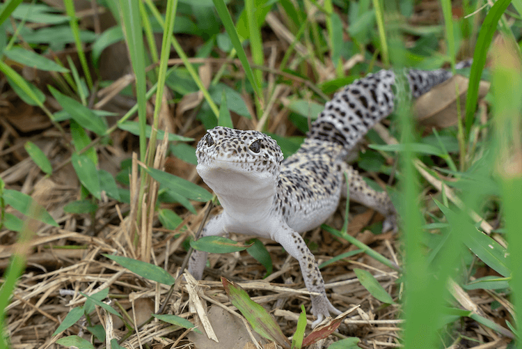 30 Stunning Leopard Gecko Morphs: Color Guide & Care Tips