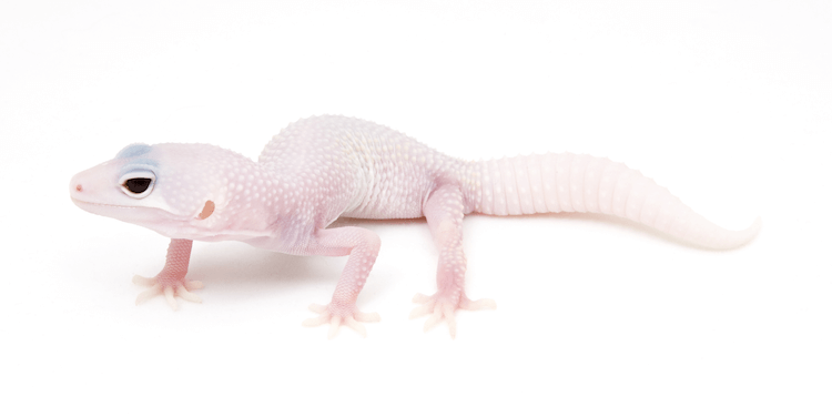 30 Stunning Leopard Gecko Morphs: Color Guide & Care Tips