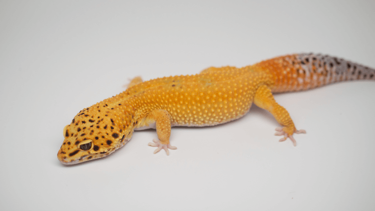 30 Stunning Leopard Gecko Morphs: Color Guide & Care Tips